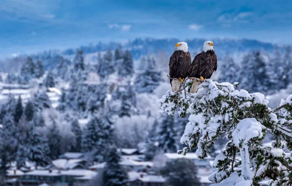 Snow, birds, branch, a couple, Bald eagle