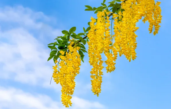 Picture the sky, branches, inflorescence, bobovnik