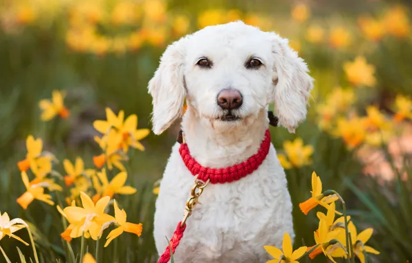 Picture look, face, flowers, collar, daffodils, The Spanish water dog