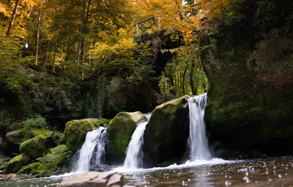 Autumn, forest, trees, stones, rocks, branch, shore, foliage