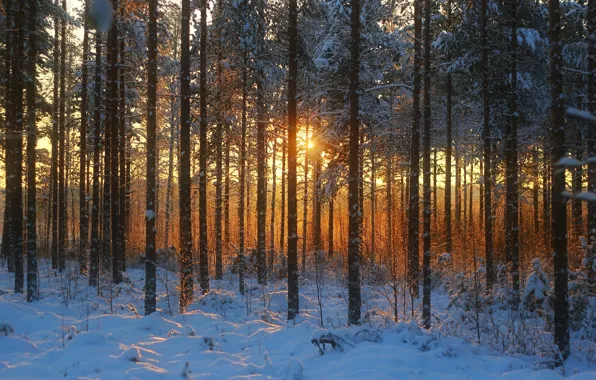 Picture winter, forest, photo