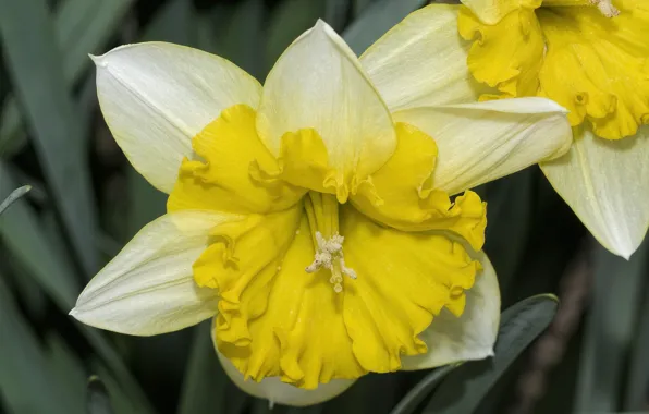 Macro, petals, daffodils