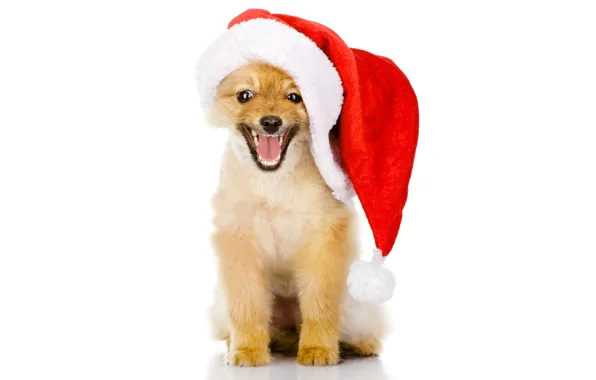 Picture red, animal, holiday, new year, dog, puppy, white background, red