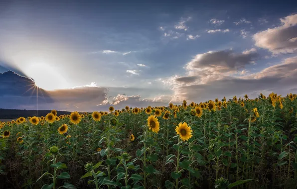 Picture field, summer, sunflowers, nature