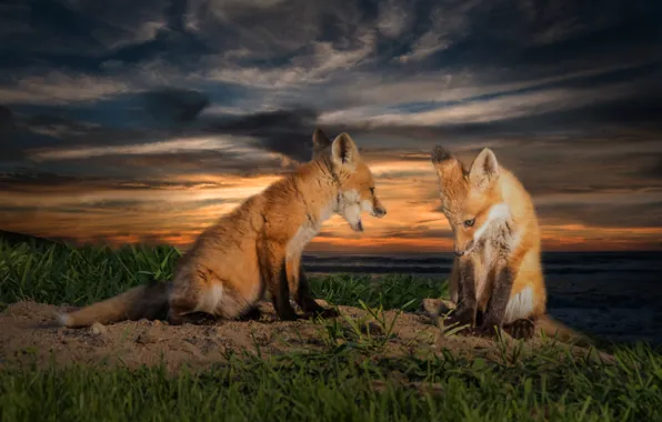 Sunset, nature, treatment, Fox, Fox, cubs
