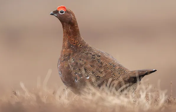 Nature, bird, the grouse