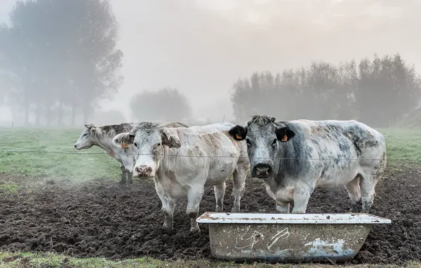 Nature, fog, cattle
