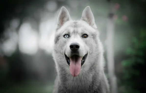 Language, dog, husky, bokeh