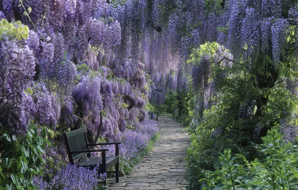 Flowers, bench, Park, path, shrub