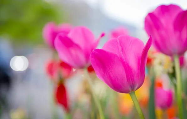 Flowers, spring, garden, tulips, pink, buds, flowerbed, blur