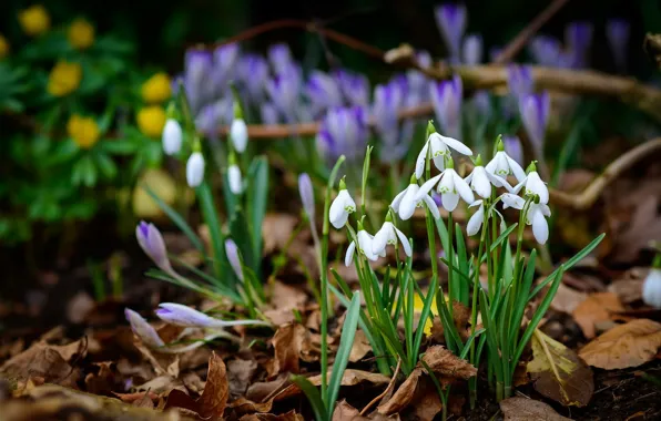Flowers, nature, spring, snowdrops
