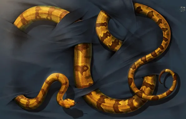 Picture background, snake, scales, fabric