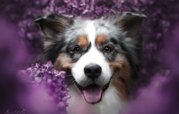 Look, face, joy, flowers, smile, mood, portrait, dog