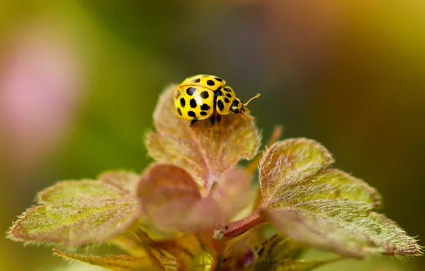 Leaves, yellow, background, plant, ladybug