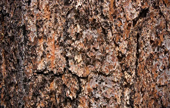Picture background, tree, texture