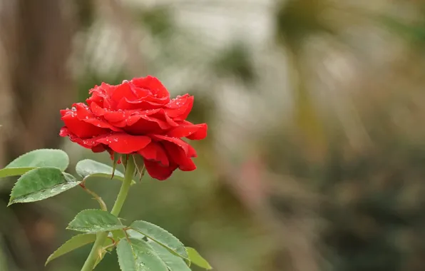 Picture leaves, drops, flowers, red, roses, buds, bokeh