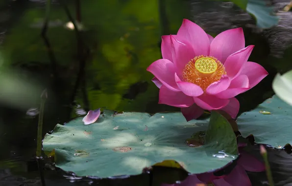 Picture leaves, water, Lotus