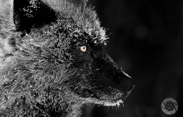 Picture nature, predator, animal, wolf, wildlife, portrait, black wolf, portrait.