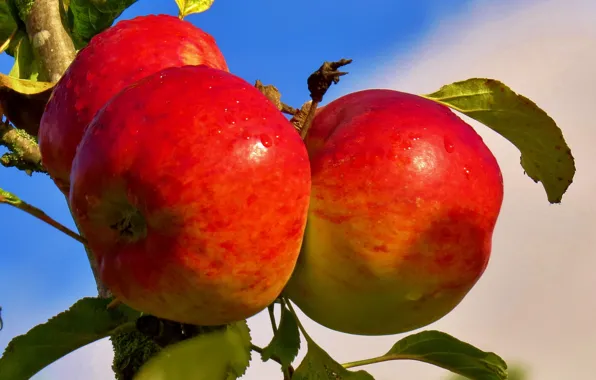 Picture the sky, apples, food, branch, garden, fruit