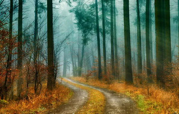 Road, autumn, forest, grass, rays, light, trees, fog