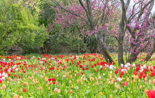Flowers, branches, Park, glade, spring, garden, tulips, red