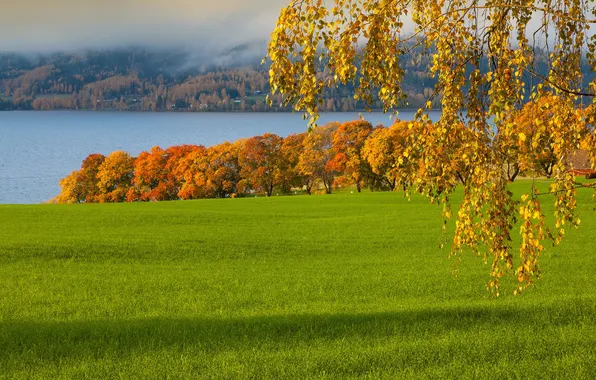 Field, autumn, trees, nature, lake, tree, birch