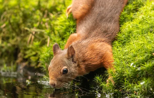 Picture water, nature, vegetation, protein, drink, animal, rodent