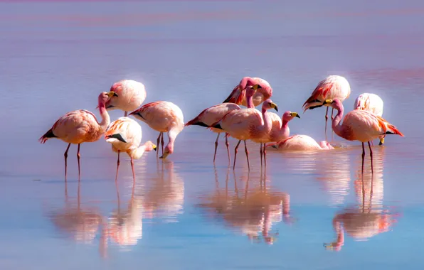 Birds, reflection, pack, Flamingo, pond, a lot, pink flamingos
