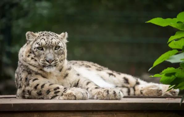 Picture cat, stay, IRBIS, snow leopard