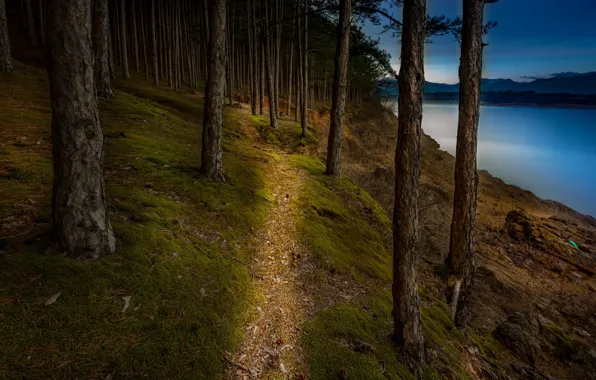 Picture forest, trees, shore, slope, path, pond, pine