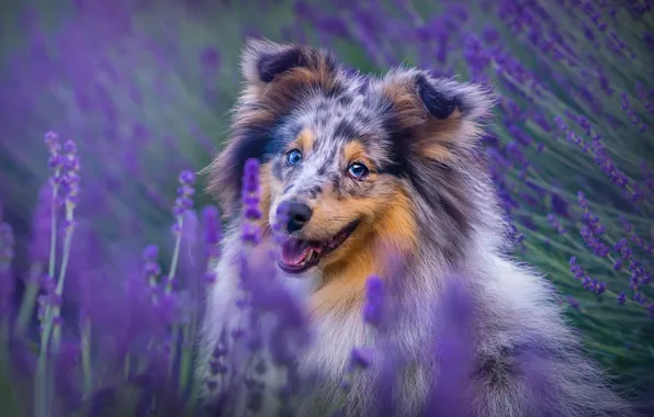 Language, summer, look, flowers, nature, pose, portrait, dog