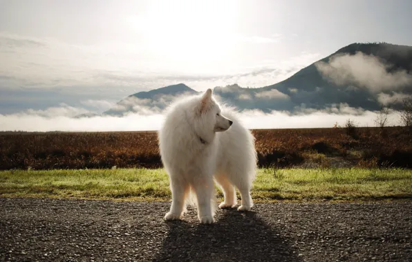 Look, pose, dog, face, Samoyed