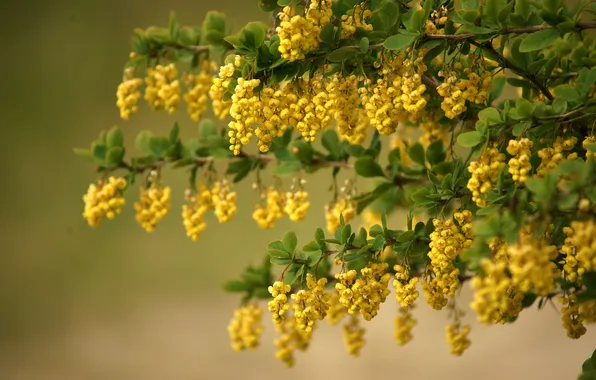 Flowers, Bush, yellow flowers