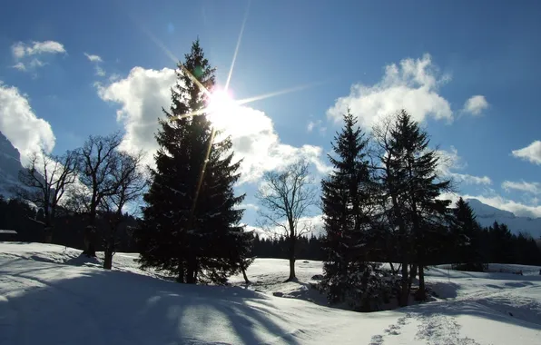 Picture the sky, the sun, snow, tree