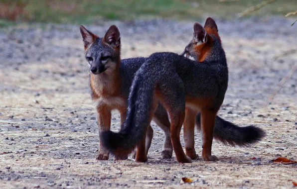 Picture animals, Fox, look. nature