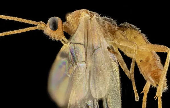 Wings, rider, insect, braconid