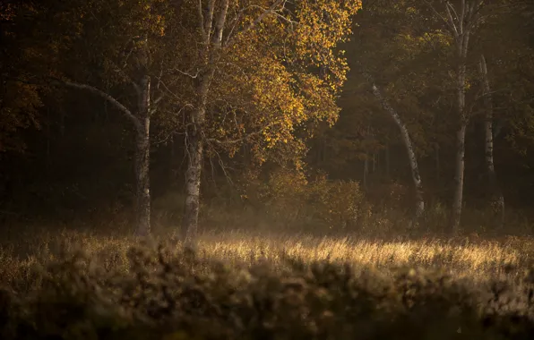 Autumn, trees, nature