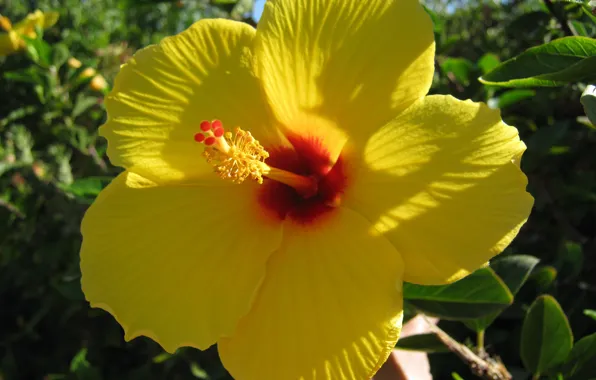 Greens, summer, leaves, the sun, flowers, morning, stamens, yellow petals