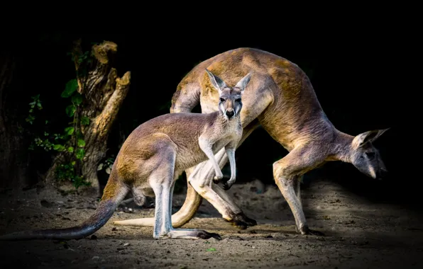 Kangaroo, black background, cub