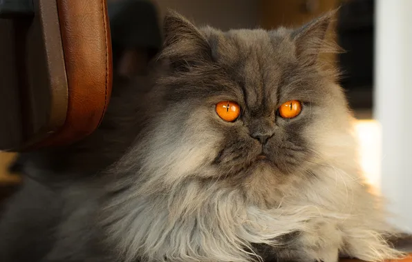 Cat, cat, look, pose, grey, portrait, fluffy, lies