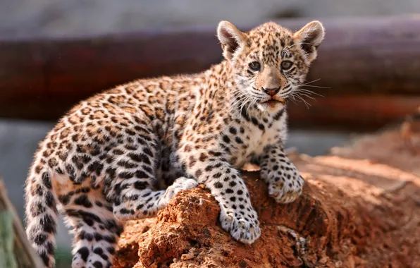 Picture leopard, cub, kitty