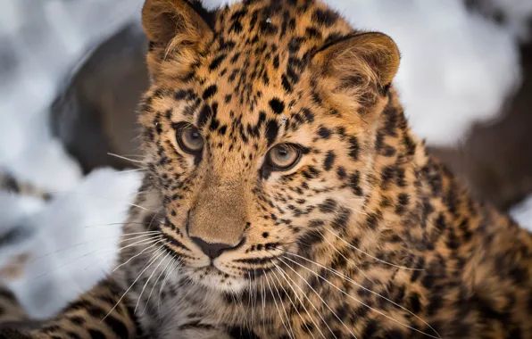 Picture face, Leopard, portrait, wild cat