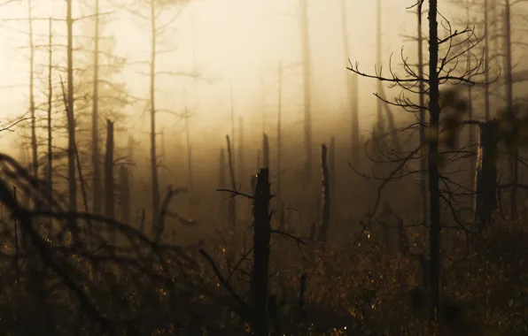 Forest, pine, windbreak