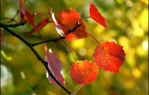 Autumn, leaves, macro, tree