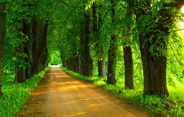 Road, forest, trees, nature, Park, spring, forest, road