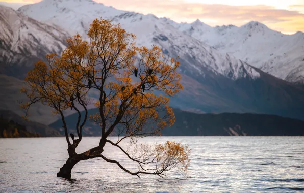 Nature, Tree, Lake, Birds, Landscape