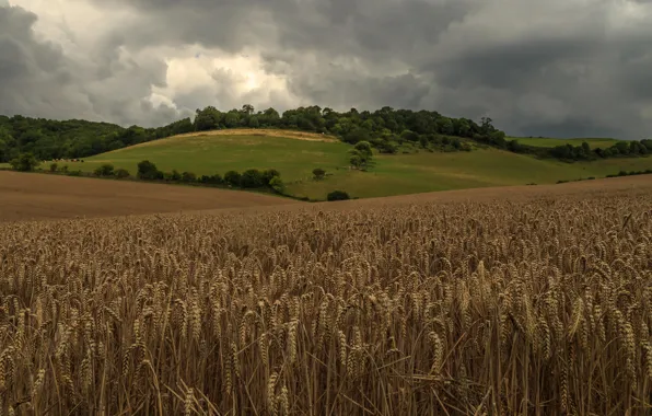 Wheat, field, forest, summer, the sky, clouds, trees, clouds