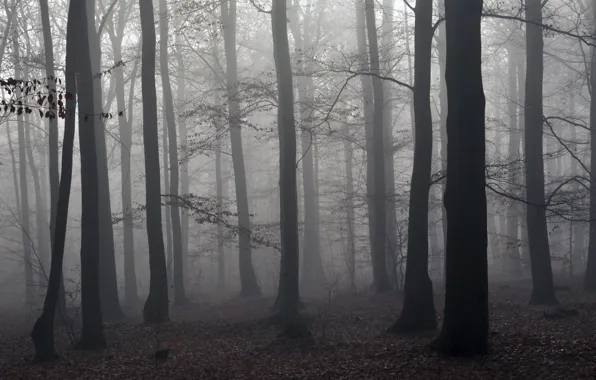 Picture forest, trees, nature, fog