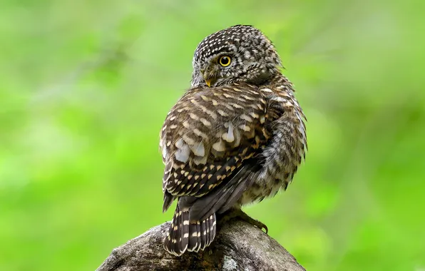Look, pose, green, grey, background, owl, bird, feathers