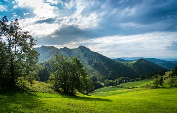 Road, greens, field, forest, the sky, grass, the sun, clouds